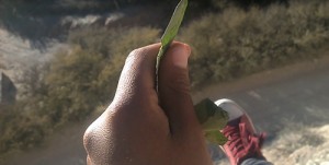 Pachamama grande